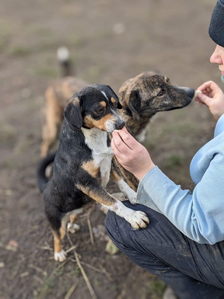 LEXA - Femelle croisée de petite taille - Née environ en 2022 - Refuge de Monica - Adoptée par Amélie en France( dpt 55 ) 40029410