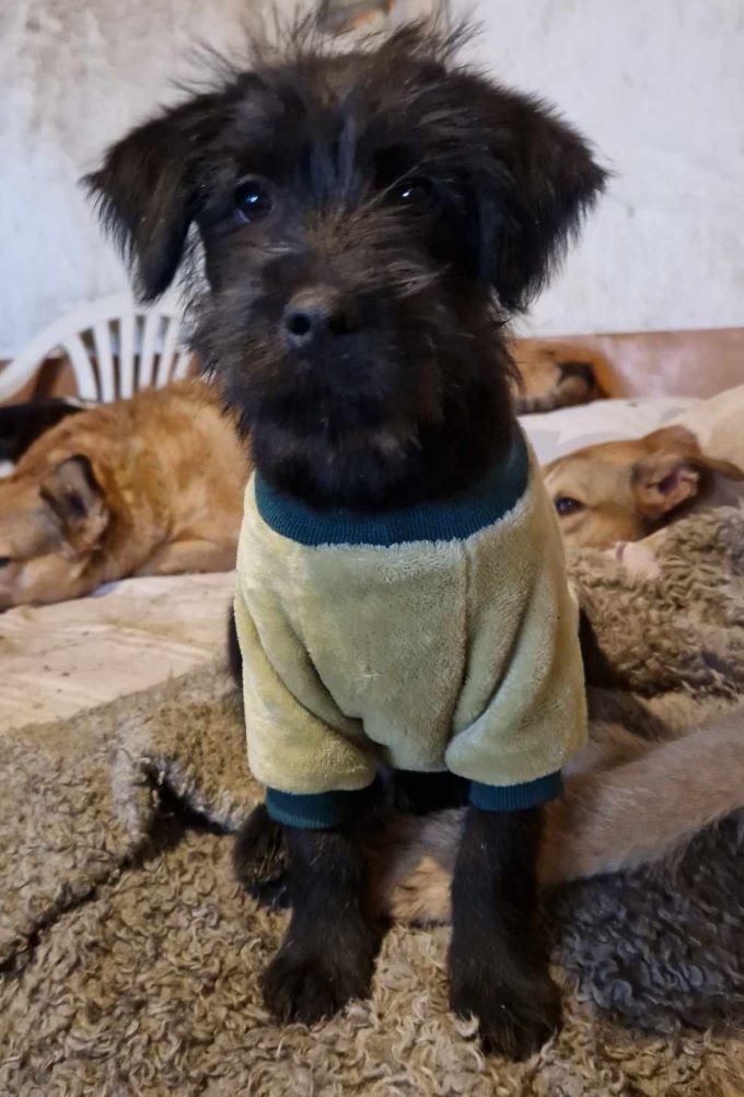 ILIO (ex GLOBULE) - Chiot mâle croisé de petite taille à l'âge adulte - Né environ en Août 2023 - Refuge de Camelia - Adopté par Caroline en Suisse  40030210