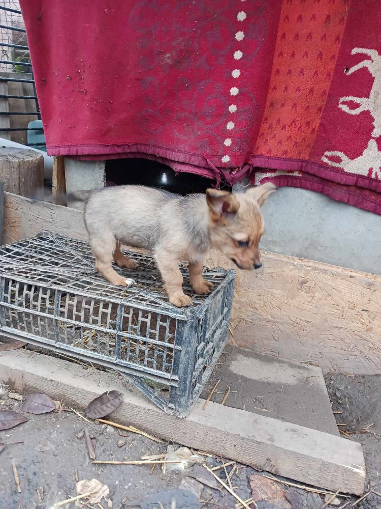 LILLA (ex ULTIMA) - Chiot femelle croisée de petite taille à l'âge adulte - Née environ en Août 2023 - Adoptée par Jette et Fabrice en Belgique  40083410