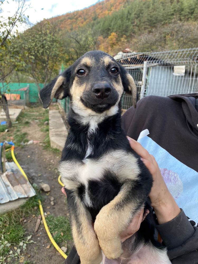 SHY'M - Chiot femelle croisée de taille petite à moyenne à l'âge adulte - Née environ en Juillet 2023 - Refuge de Monica - Réservée via une autre association 40092510