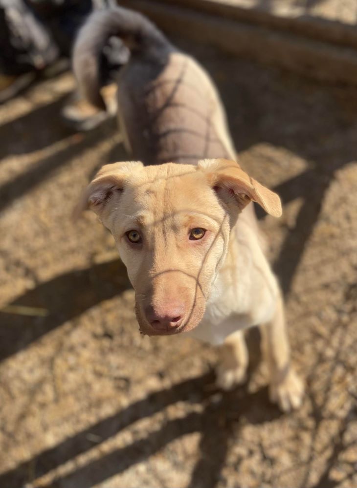 louane - LOUANE - Chiot femelle croisée de taille petite à moyenne à l'âge adulte - Née environ en Juillet 2023 - Refuge de Monica - Réservée via une autre association 40097110