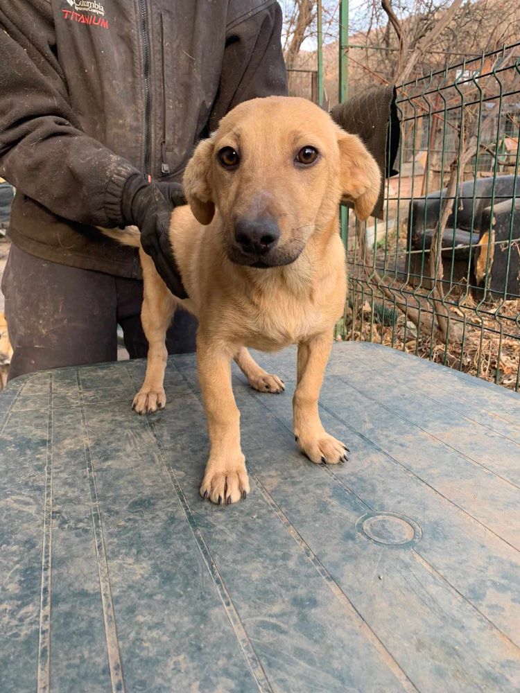 YOUKI (ex PUDDING) - Chiot mâle croisé de petite taille à l'âge adulte - Né environ en Juin 2023 - Refuge de Monica - Adopté par Lily Ann en France (département 41) 40339811