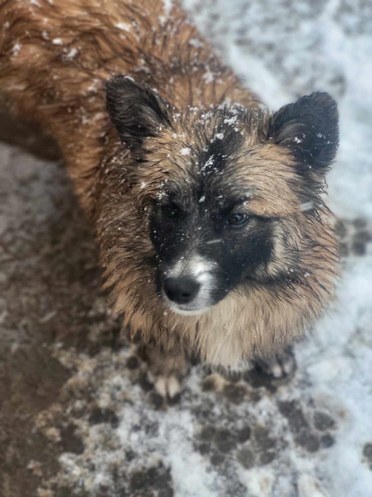 FLORA (ex FLORENCE) - Chiot femelle croisée de petite taille à l'âge adulte - Née environ en Juin 2023 - Refuge de Monica - Adoptée par Clémentine en France (département 27) 40341110