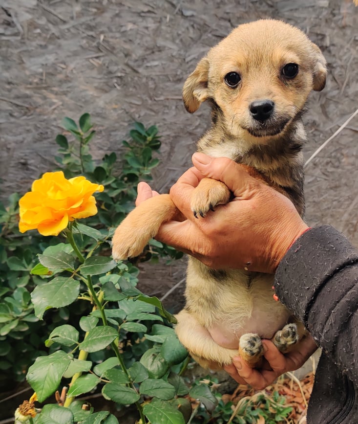 WILLOW (ex MILEY) - Chiot femelle croisée de petite taille à l'âge adulte - Née environ en Août 2023 - Adoptée par Carla en France (département 42) 40362610