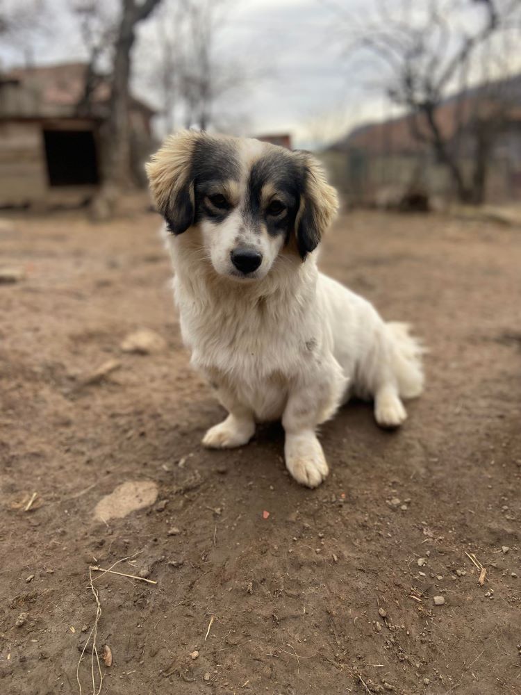 NALA (ex BLANCA) - Femelle croisée de petite taille - Née environ en 2022 - Refuge de Monica - Adoptée par Fabienne en France (département 50) 40363420