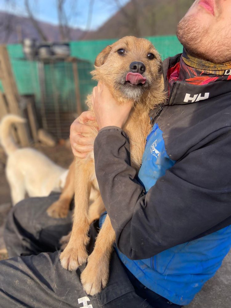 LUKY (ex ROUKY) - Mâle croisé de taille petite à moyenne - Né environ en Juillet 2022 - Refuge de Monica - Adoptée par Nathalie en France (département 56 ) 40363637