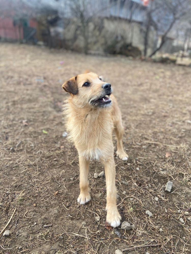 LUKY (ex ROUKY) - Mâle croisé de taille petite à moyenne - Né environ en Juillet 2022 - Refuge de Monica - Adoptée par Nathalie en France (département 56 ) 40364614