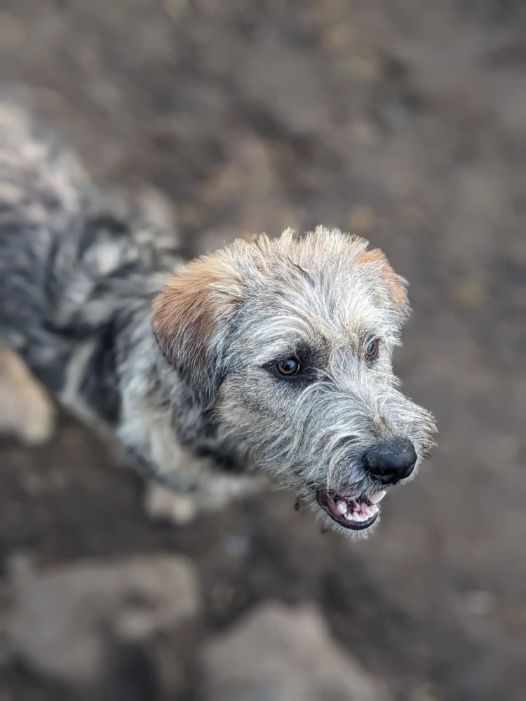 SULTAN - Chiot mâle croisé de taille moyenne à l'âge adulte - Né environ en Juin 2023 - Refuge de Monica 40364711