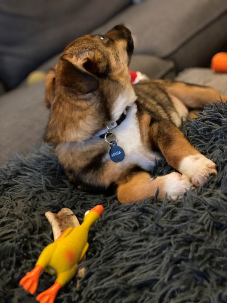 MARA - Chiot femelle croisée de petite taille à l'âge adulte - Née environ en Août 2023 - Adoptée par Manon en Belgique  40383210