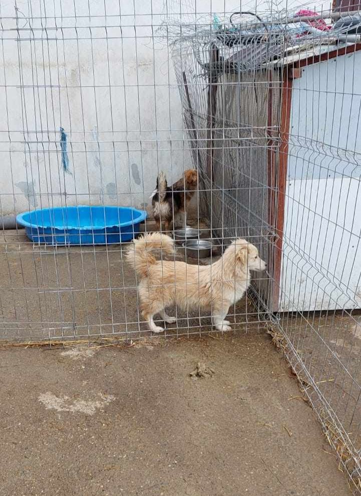 ROMY (ex REMY) - Chiot mâle croisé de taille petite à moyenne à l'âge adulte - Né environ en Mai 2023 - Adopté par Amélie en France (département 91) 40555810