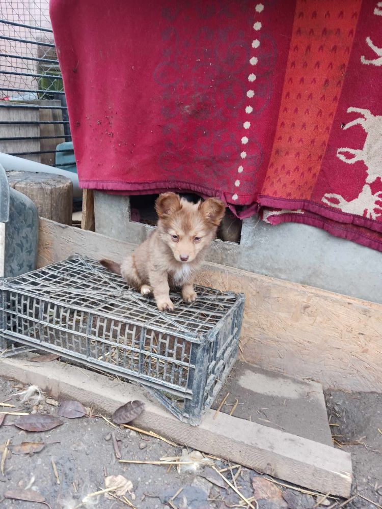 POPPY (ex ULTRA) - Chiot femelle croisée de petite taille à l'âge adulte - Née environ en Août 2023 - Adoptée par Nancy en Belgique  40605710