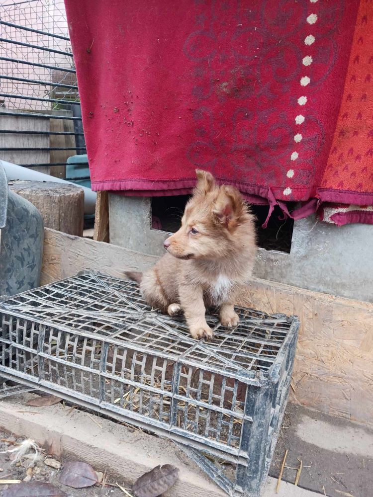 POPPY (ex ULTRA) - Chiot femelle croisée de petite taille à l'âge adulte - Née environ en Août 2023 - Adoptée par Nancy en Belgique  40613410