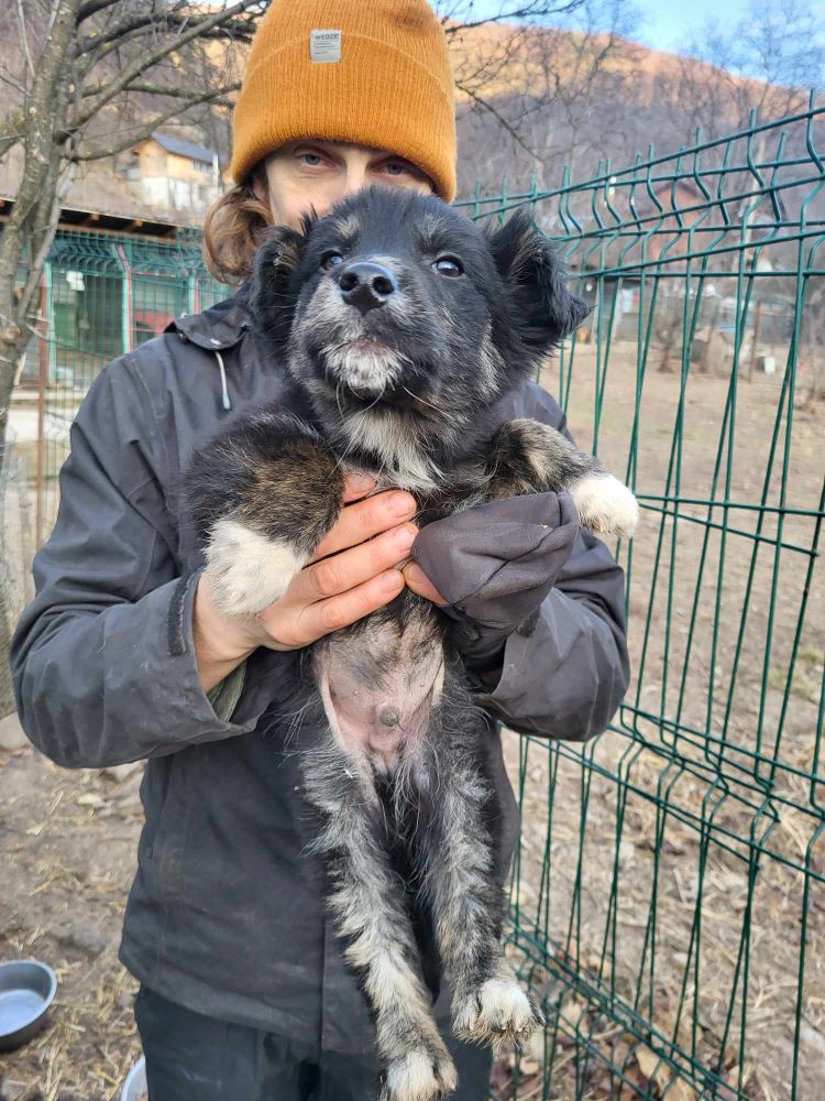 ASOLO - Chiot mâle croisé de taille moyenne à l'âge adulte - Né environ en Septembre 2023 - Refuge de Monica - Pris en charge par l'association " Jamais Sans Mon Chien " en France (département 34) 40678511