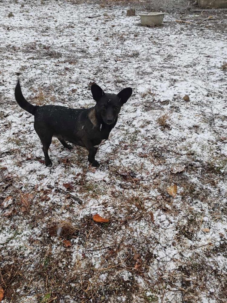 DALIDA - Femelle croisée de petite taille - Née environ en 2019 - Refuge de Monica - Adoptée par Josiane en France (département 69) 40691911