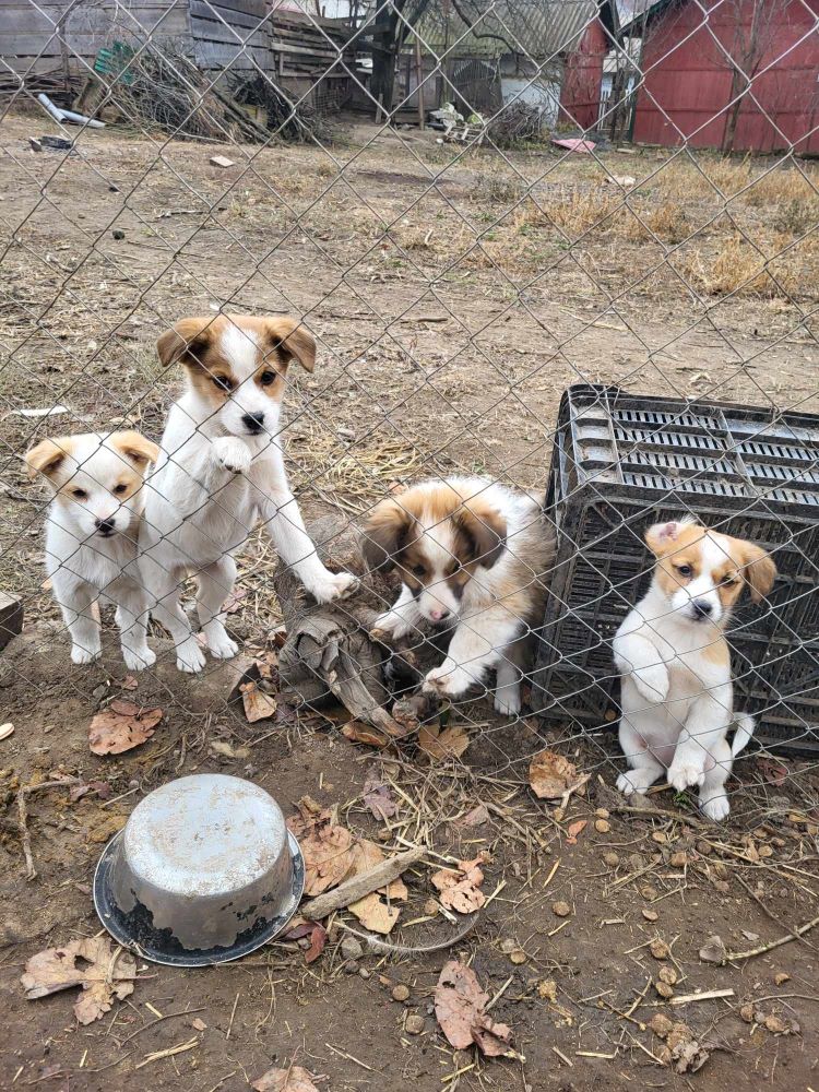 MILAN - Chiot mâle croisé de petite taille à l'âge adulte - Né environ en Septembre 2023 - Refuge de Monica - Adopté par Cindy en Belgique  40717012