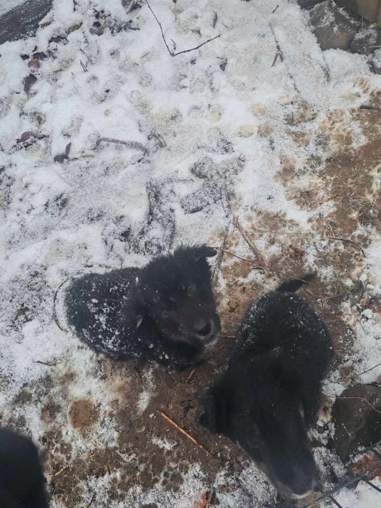 ASOLO - Chiot mâle croisé de taille moyenne à l'âge adulte - Né environ en Septembre 2023 - Refuge de Monica - Pris en charge par l'association " Jamais Sans Mon Chien " en France (département 34) 40719711