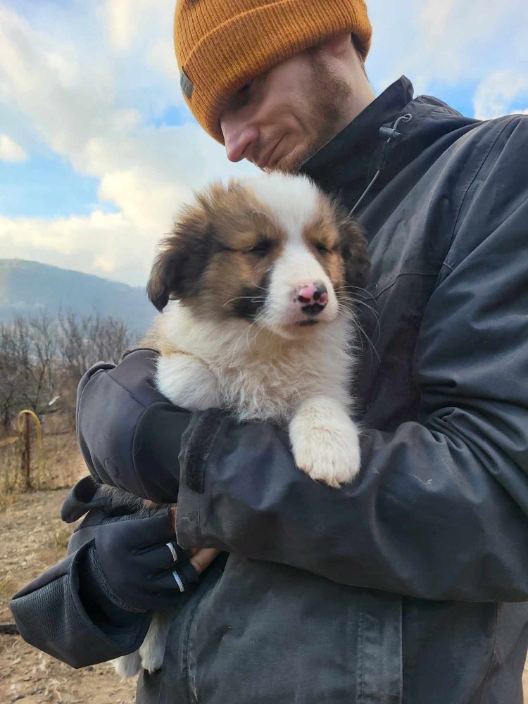 PADOUE (ex MORANO) - Chiot mâle croisé de petite taille à l'âge adulte - Né environ en Septembre 2023 - Refuge de Monica - Adopté par Fabienne en France (département 50) 40721810