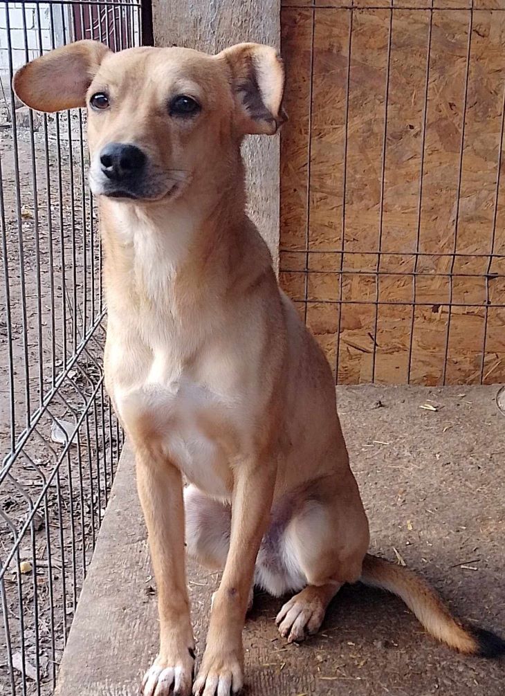 DUMBO - Mâle croisé de petite taille - Né environ en Septembre 2022 - Refuge de Luminita - Adopté par Céline en Belgique 41016710