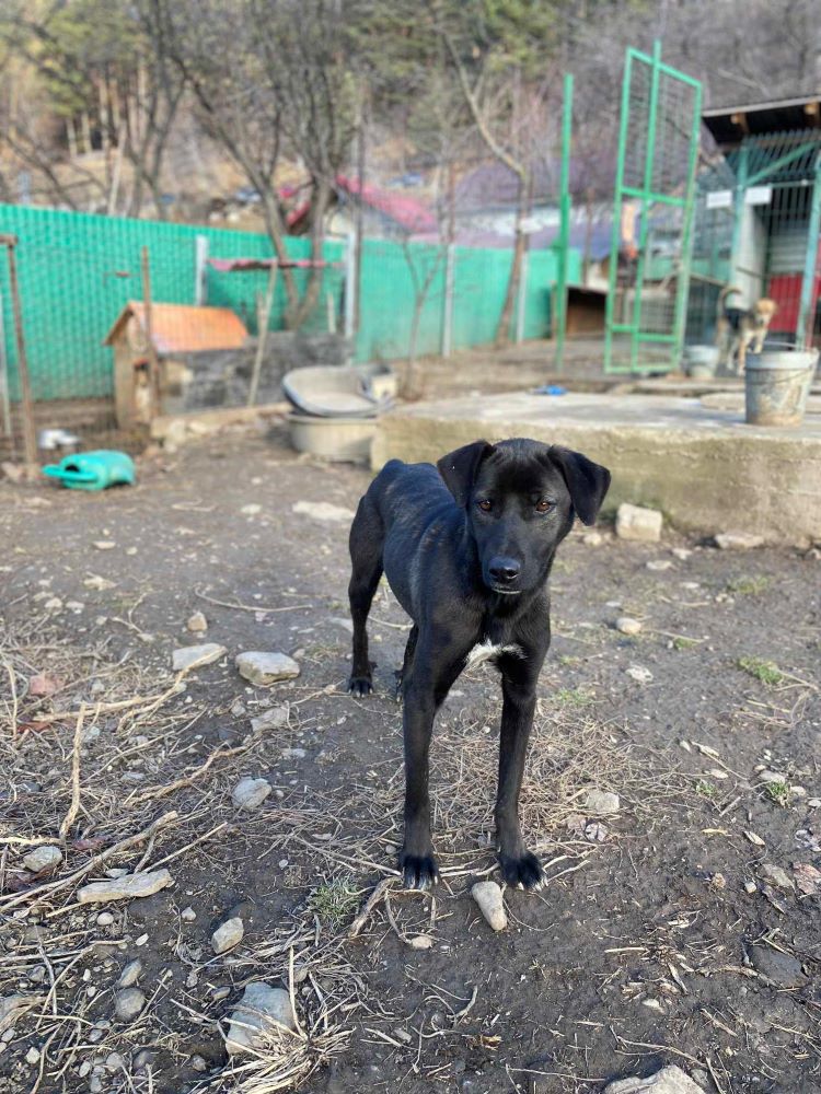 AGATE - Femelle croisée de taille moyenne - Née environ en Juillet 2022 - Refuge de Monica - Prise en charge par l'association Jamais Sans Mon Chien en France ( département 34 ) 41059110