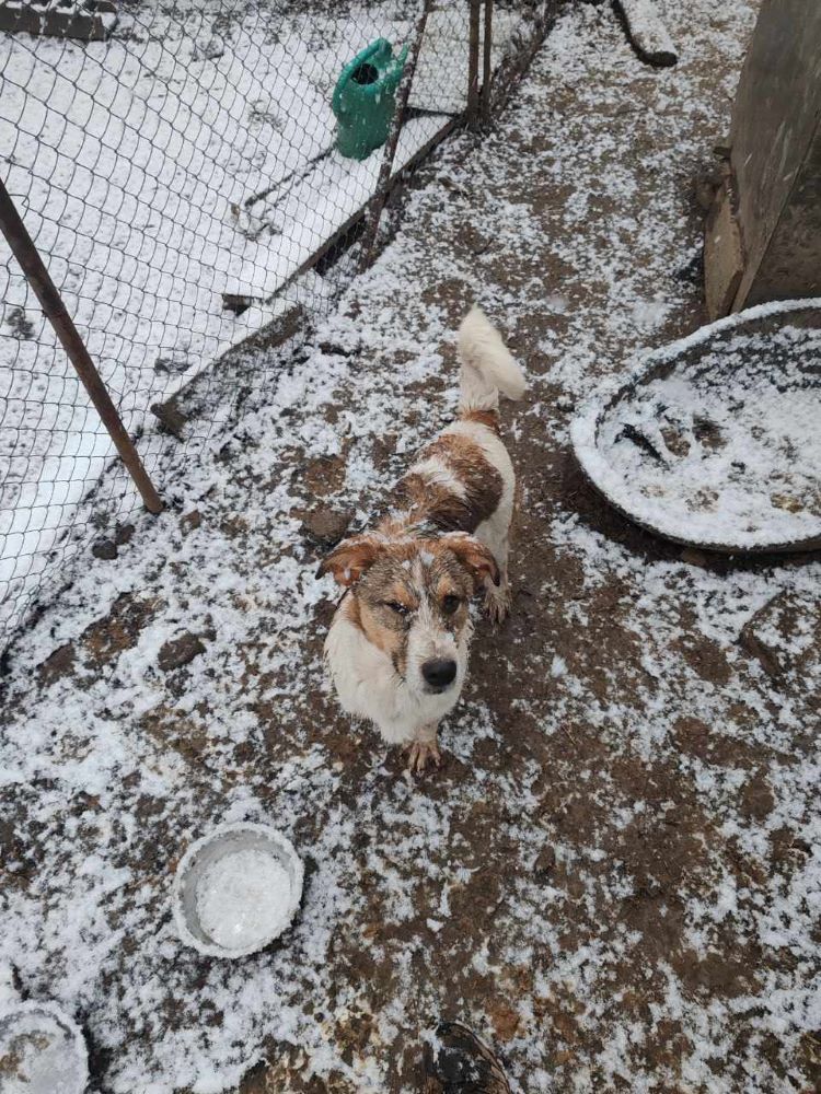 lari - LARI - Chiot mâle croisé de taille moyenne à l'âge adulte - Né environ en Juin 2023 - Refuge de Monica 41072211