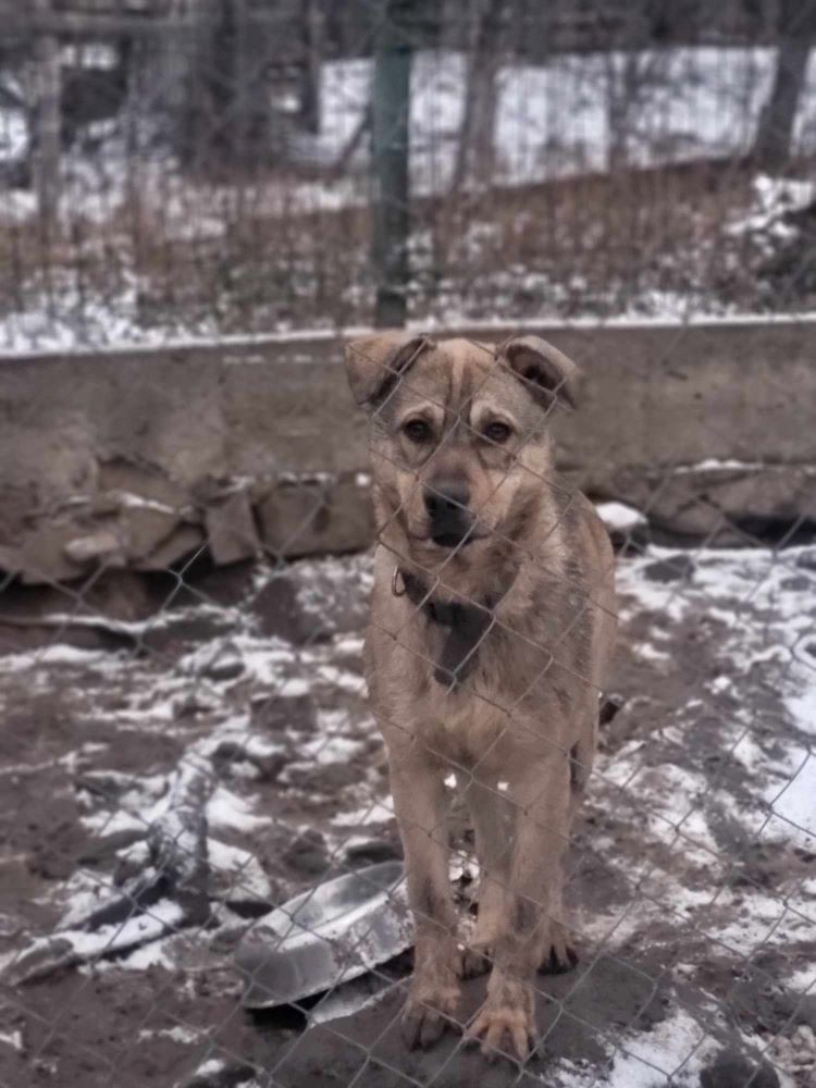 ROMI (Lari) - Chiot mâle croisé de taille moyenne à l'âge adulte - Né environ en Juin 2023 - Refuge de Monica- Pris en charge par une autre association en France  41076510