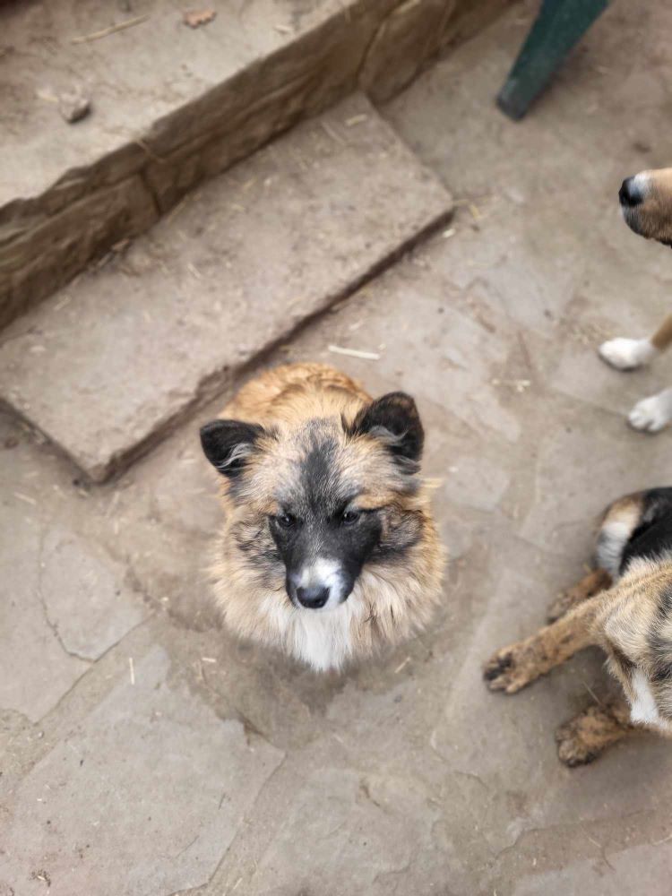 FLORA (ex FLORENCE) - Chiot femelle croisée de petite taille à l'âge adulte - Née environ en Juin 2023 - Refuge de Monica - Adoptée par Clémentine en France (département 27) 41078317