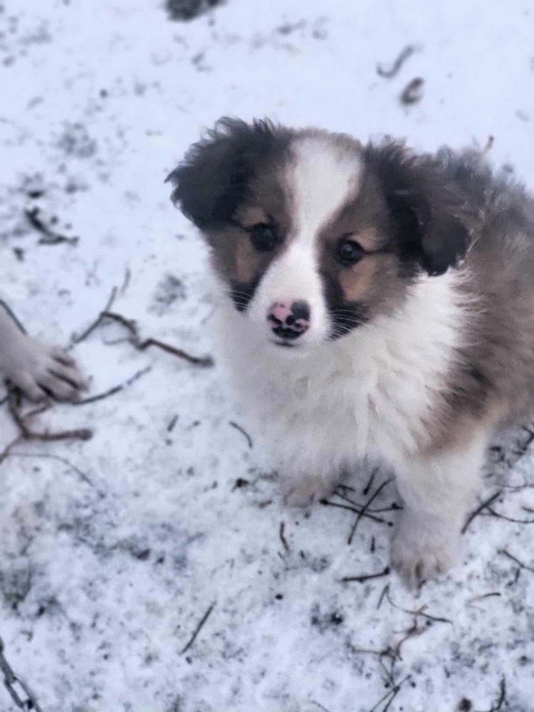 PADOUE (ex MORANO) - Chiot mâle croisé de petite taille à l'âge adulte - Né environ en Septembre 2023 - Refuge de Monica - Adopté par Fabienne en France (département 50) 41081610