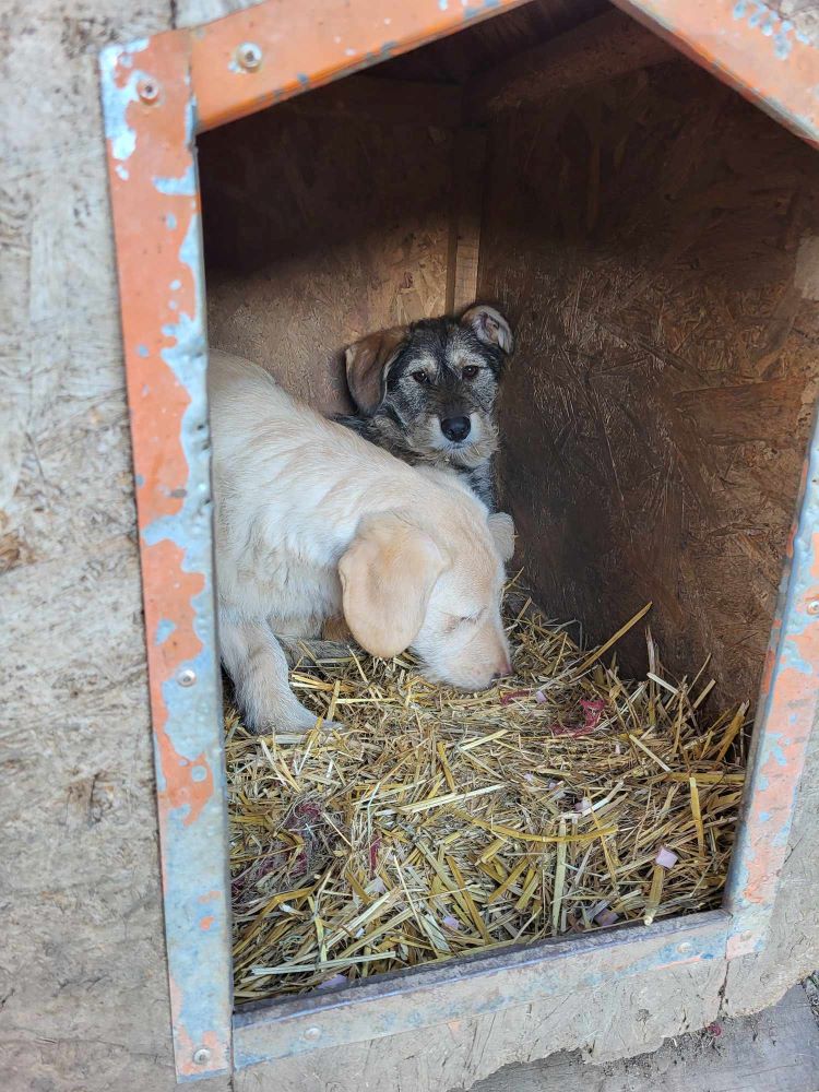 PALERME - Chiot mâle croisé de taille moyenne à l'âge adulte - Né environ en Juillet 2023 - Refuge de Monica 41083010