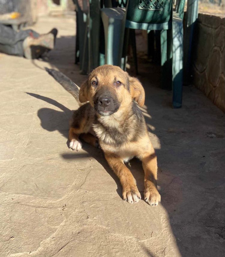 D’HOSHI (ex STROMAE) - Chiot mâle croisé de taille petite à moyenne à l'âge adulte - Né environ en Juillet 2023 - Refuge de Monica - Adopté par Alicia en Belgique 41086610