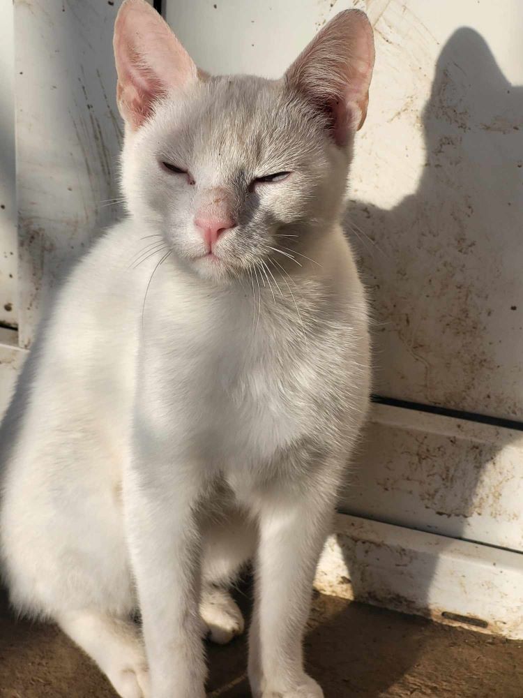 ROME - Chaton mâle - né environ en Juin 2023 - Refuge de Monica 41104512