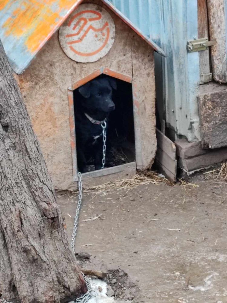 LILY (ex CHANDELLE) - Femelle croisée de petite taille - Née environ en 2021 - Refuge de Monica- Adoptée par Elodie en Belgique  41120510