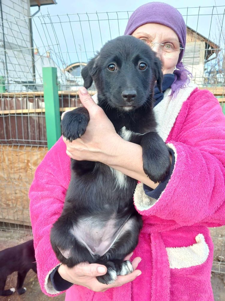 MARLENE - Chiot femelle croisé de taille moyenne à l'âge adulte - Née environ en Octobre 2023 - Prise en charge par l'association " Jamais Sans Mon Chien "  en France  ( département 34 ) 41217410