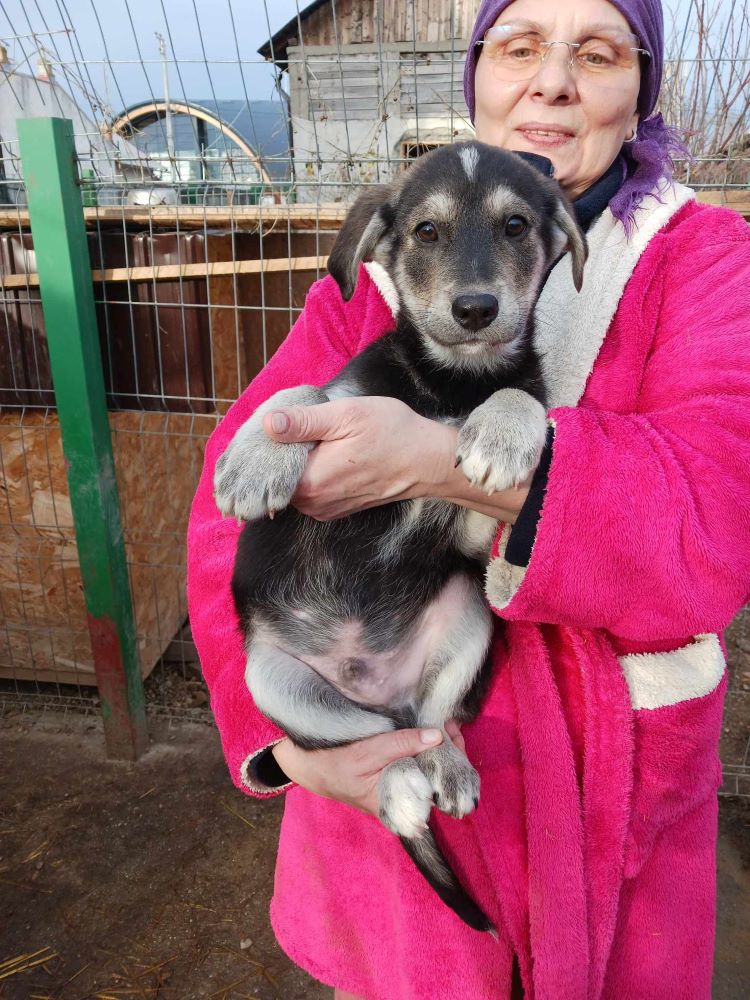 DOUGLAS (BERTY) - Chiot mâle croisé de taille moyenne à l'âge adulte - Né environ en Octobre 2023 - Adopté par Laurence en France ( département 38) 41243110