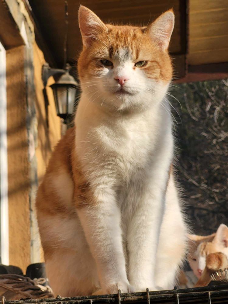 SEBASTIAN - Chat mâle - Né environ en 2022 - Refuge de Monica 41327710