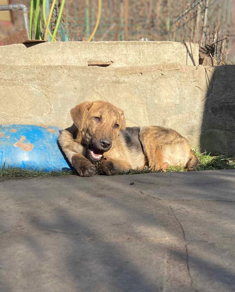 soprano - SOPRANO - Chiot mâle croisé de taille petite à moyenne à l'âge adulte - Né environ en Juillet 2023 - Refuge de Monica 41415110