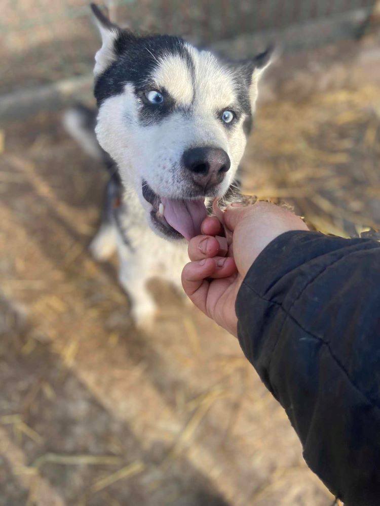 CLOE (ex BRESCIA) - Femelle Husky de taille moyenne - Née environ en 2022 - Refuge de Monica - Adoptée par Noémie en France (département 21) 41415410