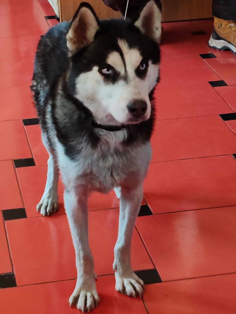 CLOE (ex BRESCIA) - Femelle Husky de taille moyenne - Née environ en 2022 - Refuge de Monica - Adoptée par Noémie en France (département 21) 41480310