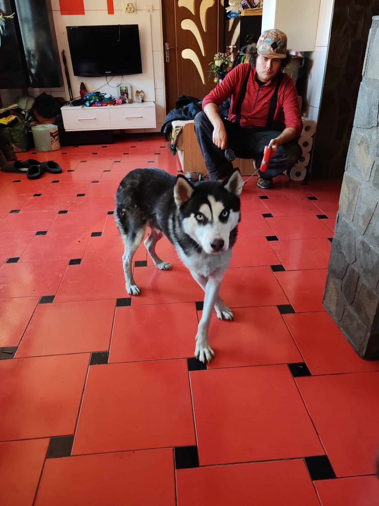 CLOE (ex BRESCIA) - Femelle Husky de taille moyenne - Née environ en 2022 - Refuge de Monica - Adoptée par Noémie en France (département 21) 41503810