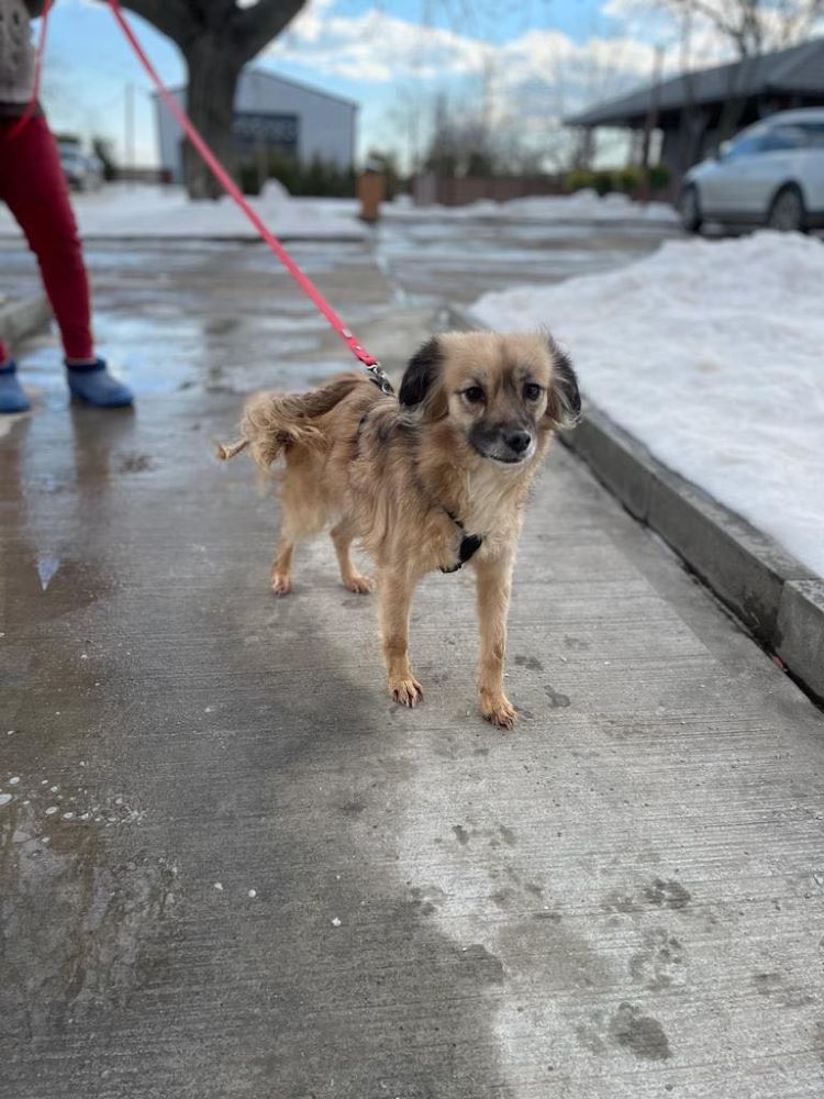 LEA (ex LEANDRA) - Femelle croisée de petite taille (8 kg) - Née environ en Octobre 2020 - En pension en Roumanie - Adoptée par Philippe en France ( département 21 ) 41506712