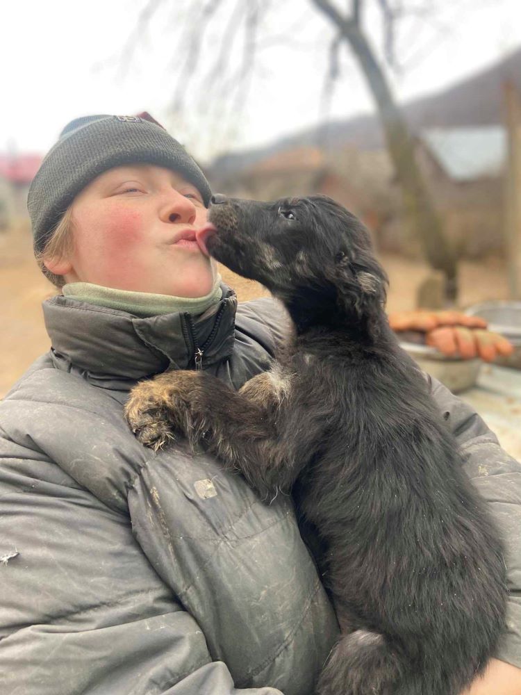 BARI - Chiot mâle croisé de taille moyenne à l'âge adulte - Né environ en Septembre 2023 - Pris en charge par l'association " Jamais Sans Mon Chien  " en France ( département 34 ) 41577910