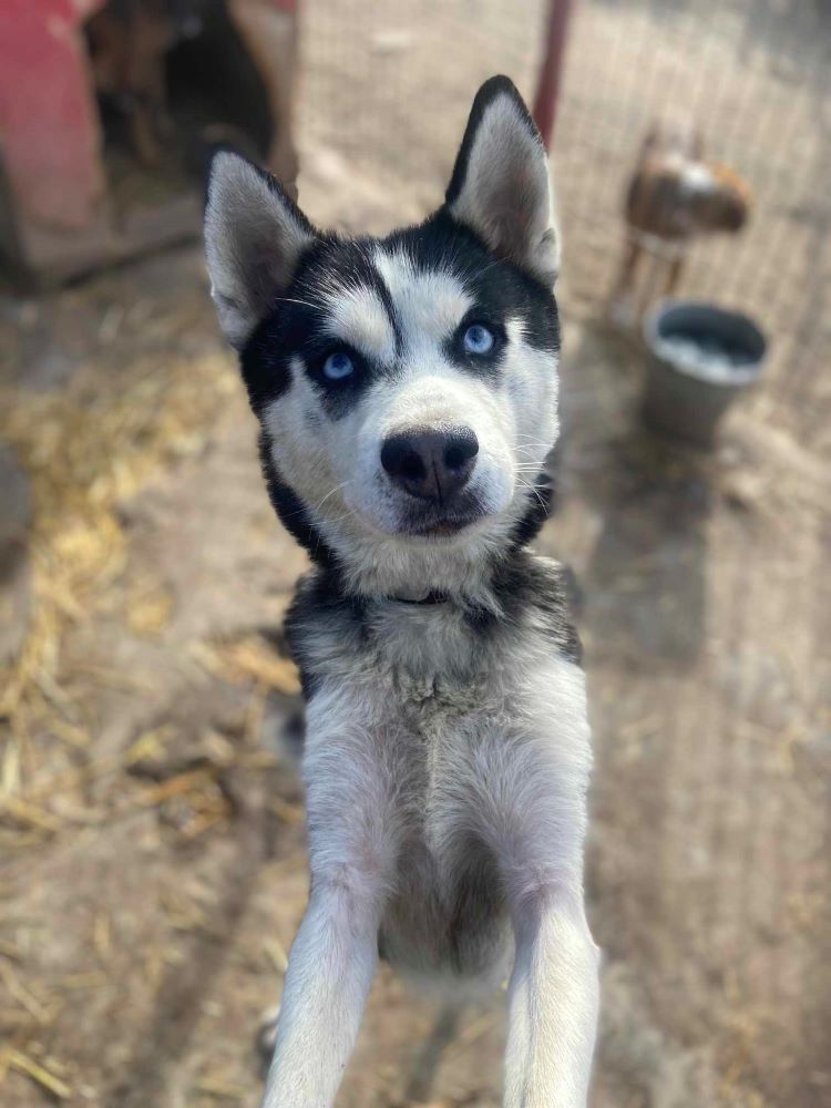 CLOE (ex BRESCIA) - Femelle Husky de taille moyenne - Née environ en 2022 - Refuge de Monica - Adoptée par Noémie en France (département 21) 41613310