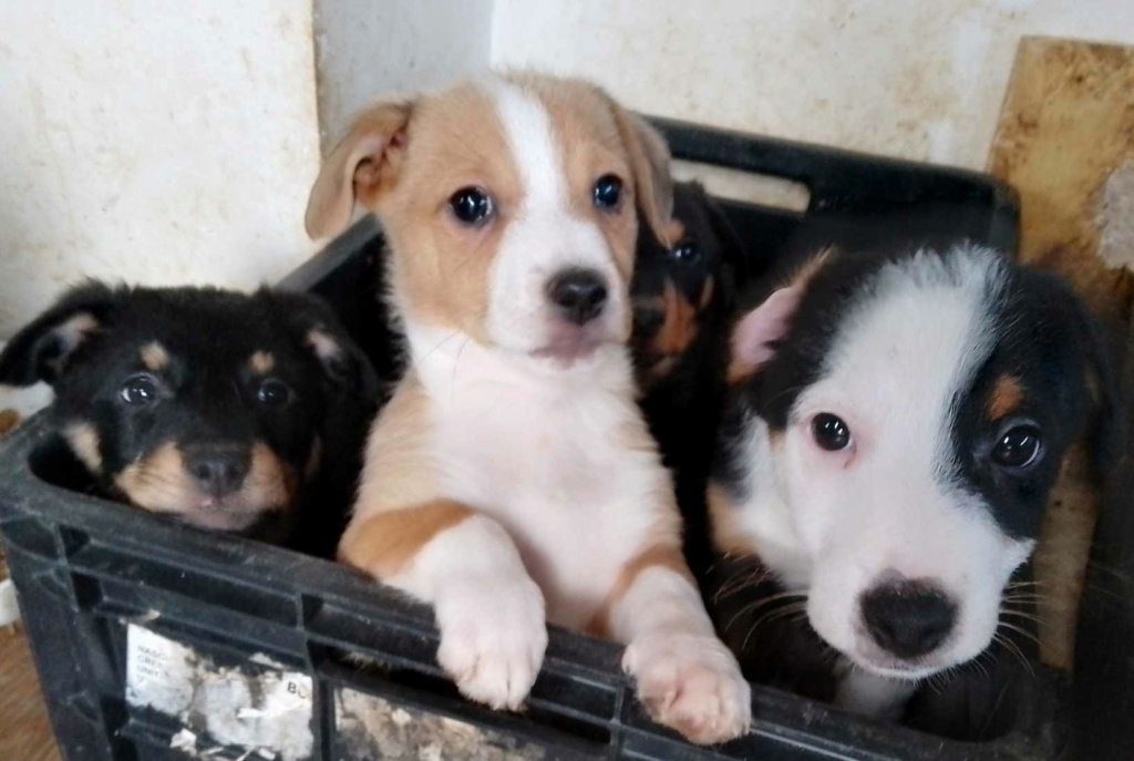 JONI - Chiot femelle croisée de petite taille à l'âge adulte - Née environ en Octobre 2023 - Réservée en Allemagne 41616112