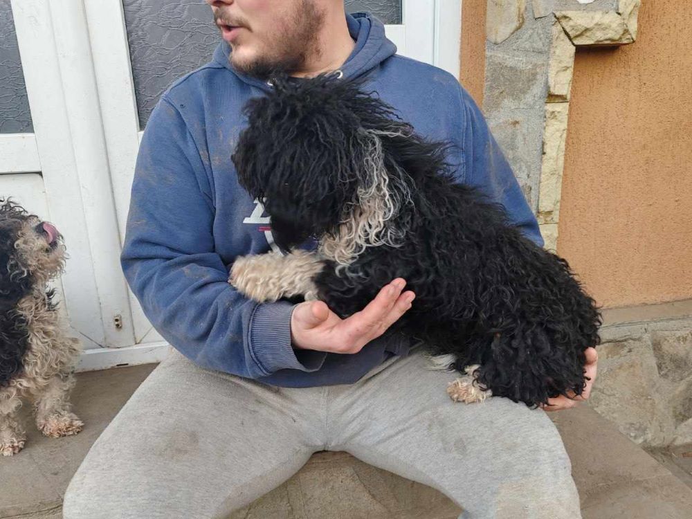 FELIX (ex PHOENIX) - Mâle croisé Bichon Havanais de petite taille - Né environ en 2021 - Refuge de Monica- Adopté par Hombline en France( département 94) 41632510