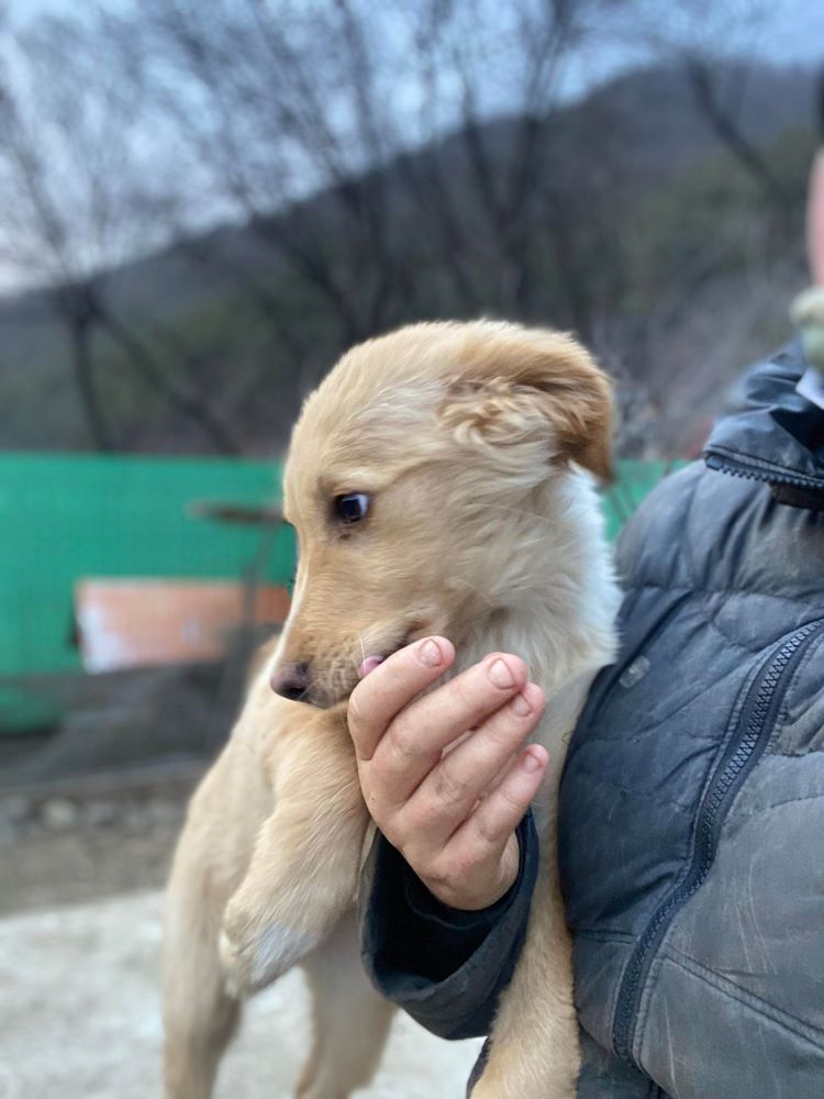 SUNA (ex MASSA) - Chiot femelle croisée de taille moyenne à l'âge adulte - Née environ en Septembre 2023 - Refuge de Monica- Adoptée par Léa en France ( département 91) 41732410