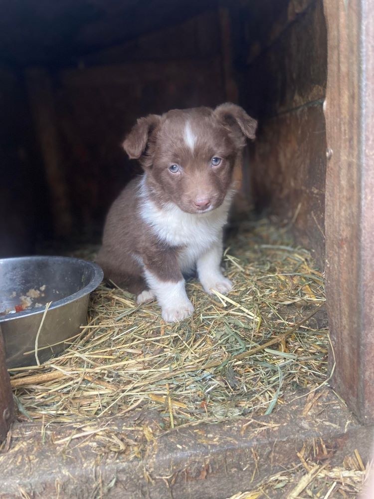 LUCKY (ex MONTERO) - Chiot croisé de taille petite à moyenne à l'âge adulte - Né environ en Octobre 2023 - Refuge de Monica - Adopté par Aurélie en Belgique 41741212