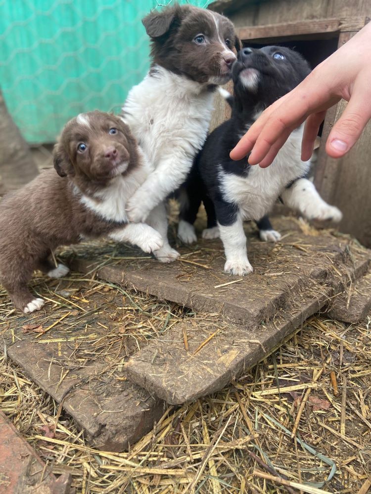 LUCKY (ex MONTERO) - Chiot croisé de taille petite à moyenne à l'âge adulte - Né environ en Octobre 2023 - Refuge de Monica - Adopté par Aurélie en Belgique 41784311