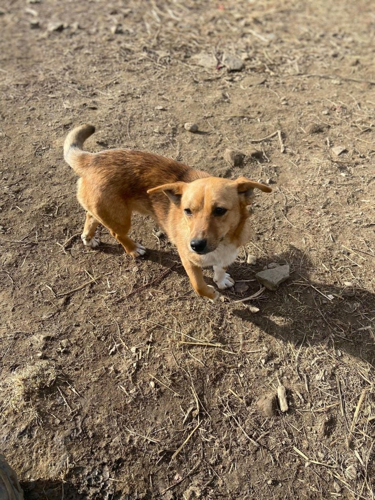 PADOU - Mâle croisé de petite taille - Né environ en 2022 - Refuge de Monica- Adopté par Julie en France( département 41) 41813010