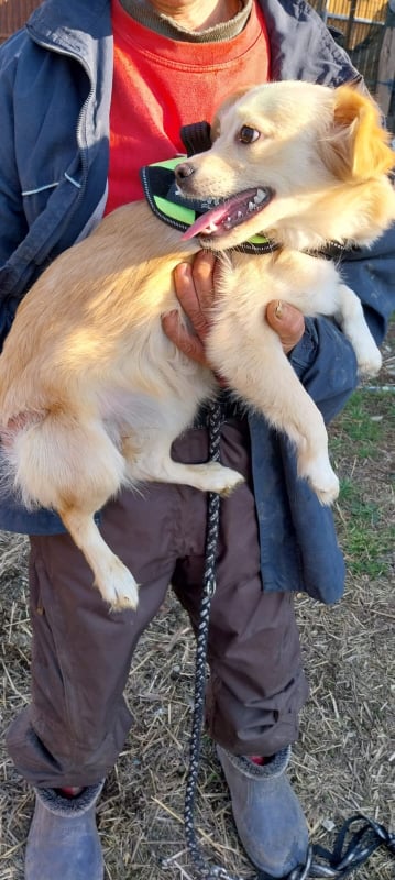 ROCHELLE - Chiot femelle croisée de petite taille à l'âge adulte - Née environ en Août 2023 - Refuge de Ozana  41863410