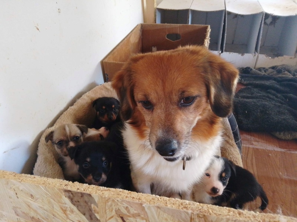 LENI - Femelle croisée de petite taille - Née environ en 2022 - Refuge de Luminita - Adoptée en Allemagne 42316011