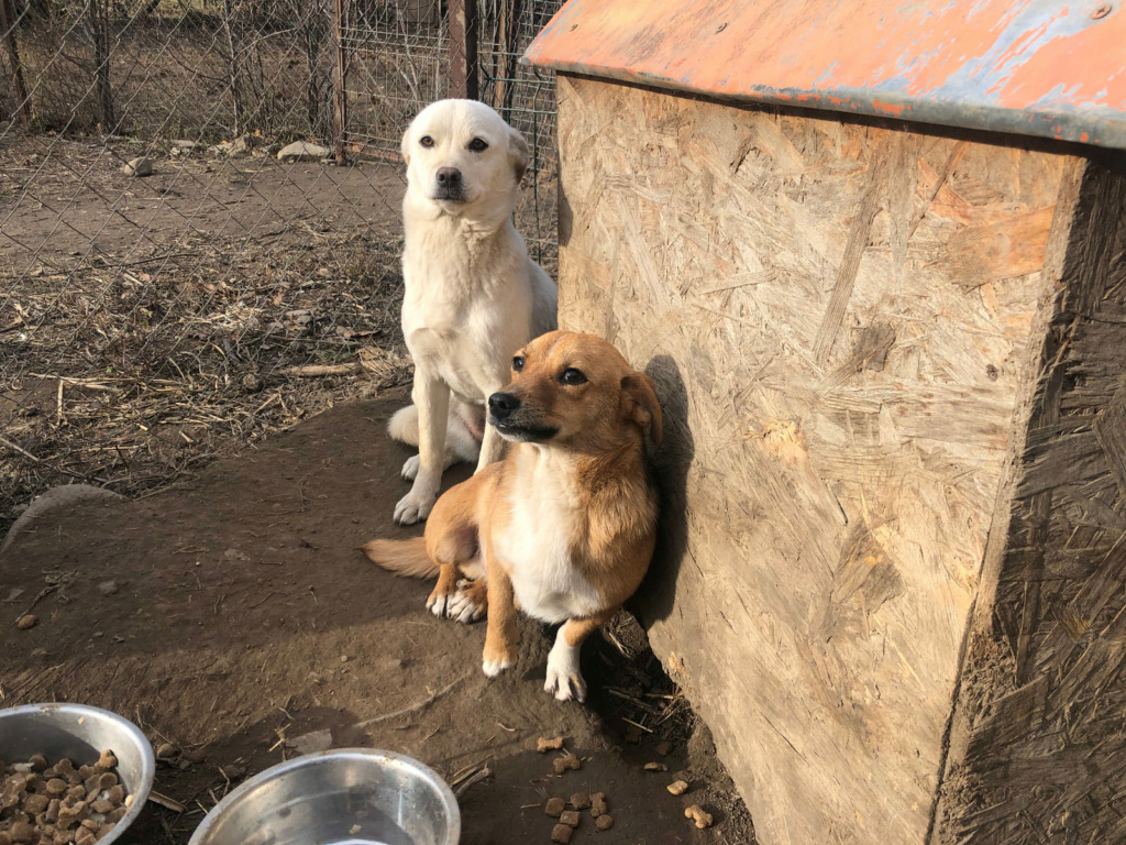 PADOU - Mâle croisé de petite taille - Né environ en 2022 - Refuge de Monica- Adopté par Julie en France( département 41) 42331211